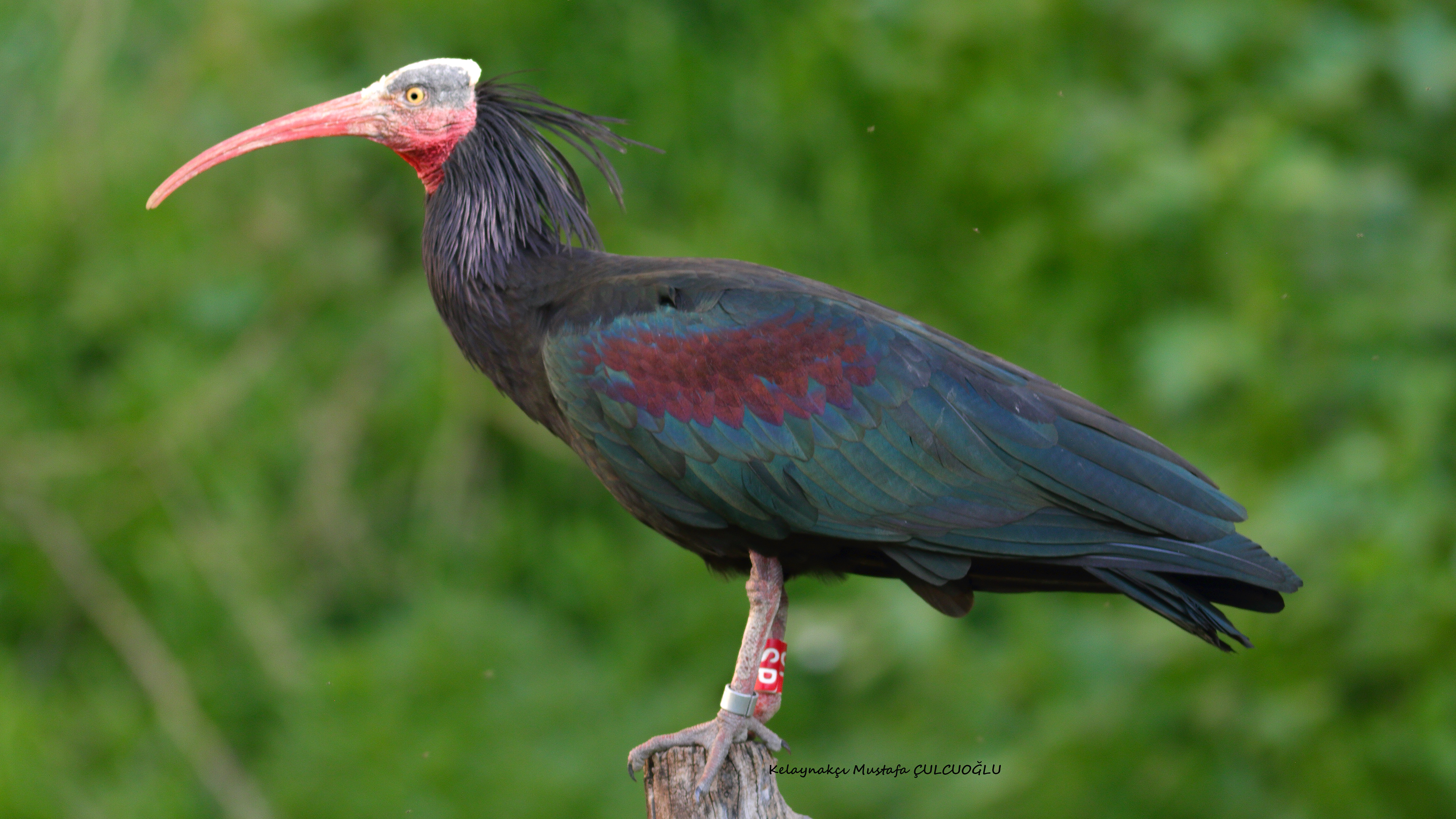 Northern Bald Ibis